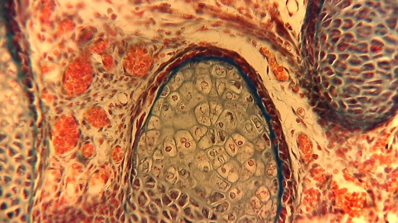 Fig. 13. Image from camera with Meiji eyepiece on a 30 mm large-field tube von Carl Zeiss Jena in combination with a plan-corrected Leitz objective NPL 40/0.65, rat embryo, cartilagenous vertebral column, bright-field, usable result despite missing compensating eyepiece.
