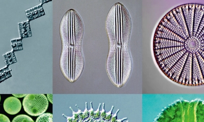 Summary of DFK MKU130-10x22 Microscope Camera Review