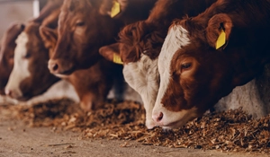 Überwachung von Nutztieren Überwachung von Nutztieren